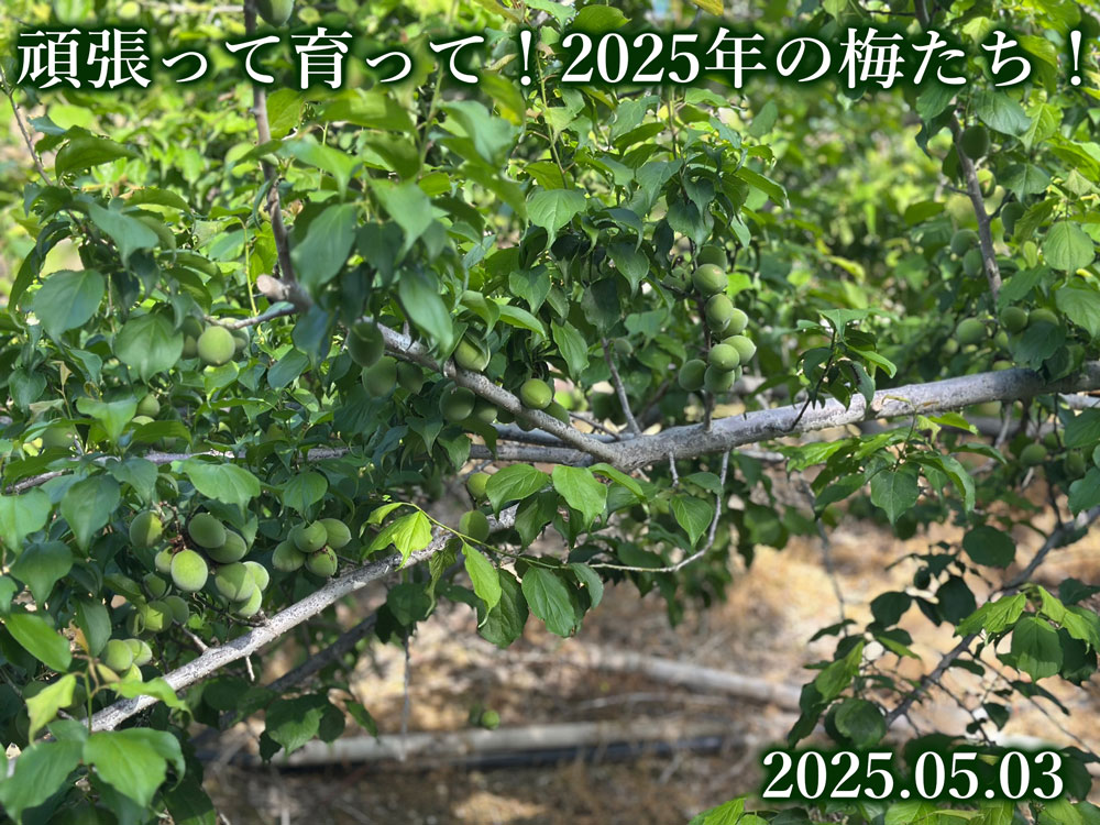 梅