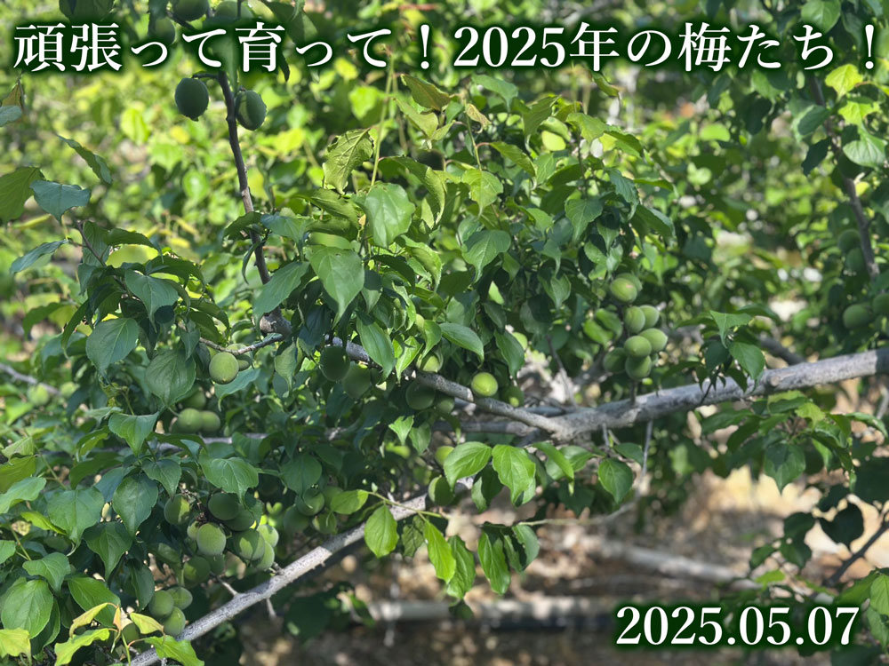 梅