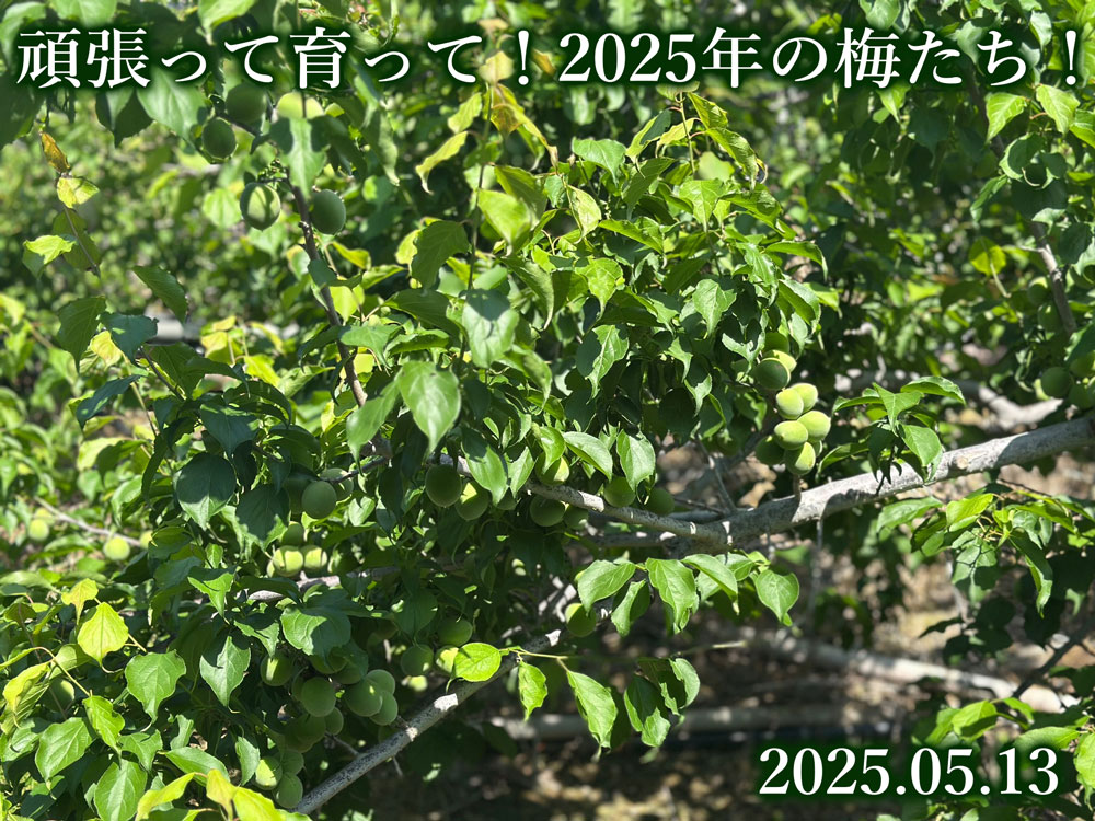 梅