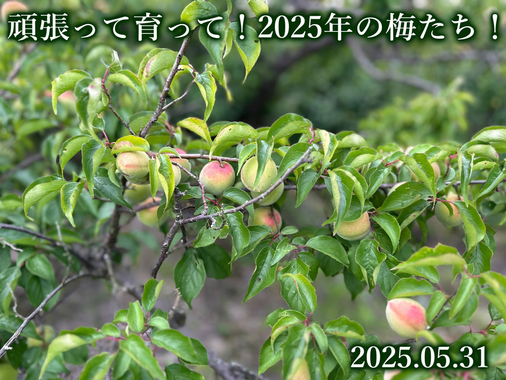 青梅毎日出荷中！小梅、無農薬梅、パープルクイーン、バイオレット
