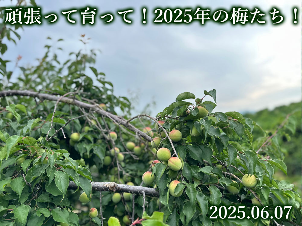 幻の梅「翠香（すいこう）」新発売！青梅、完熟梅も販売中！（観音山