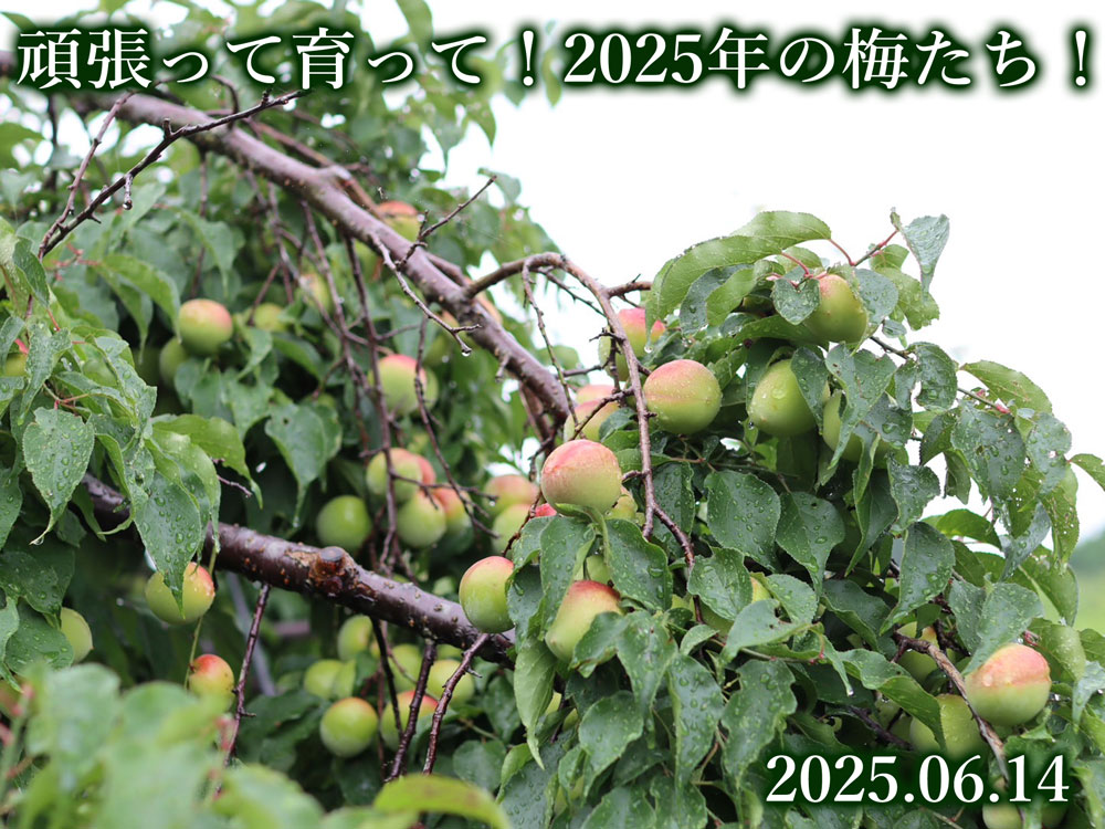 大人気の赤い梅！露茜（つゆあかね）もご予約受付中！（観音山フルーツ