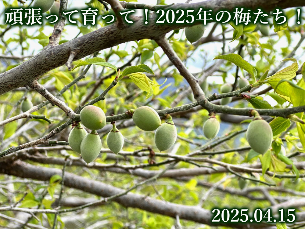 梅