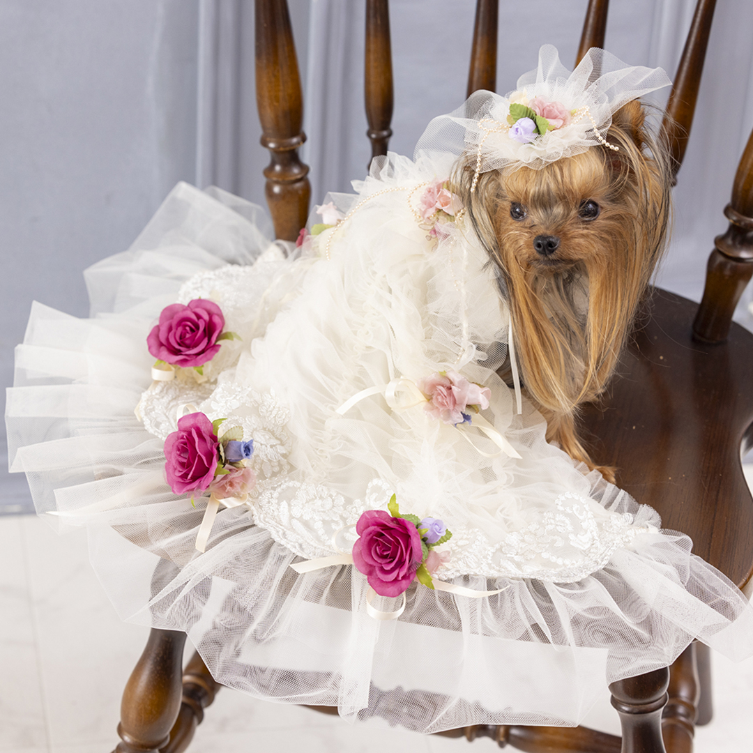 犬ドレス ドッグドレス 犬のドレス 犬のドレス 専門店 ペットドレス  ペットウェア犬服 ウェディング リングドッグ ペット婚 ペットと結婚式