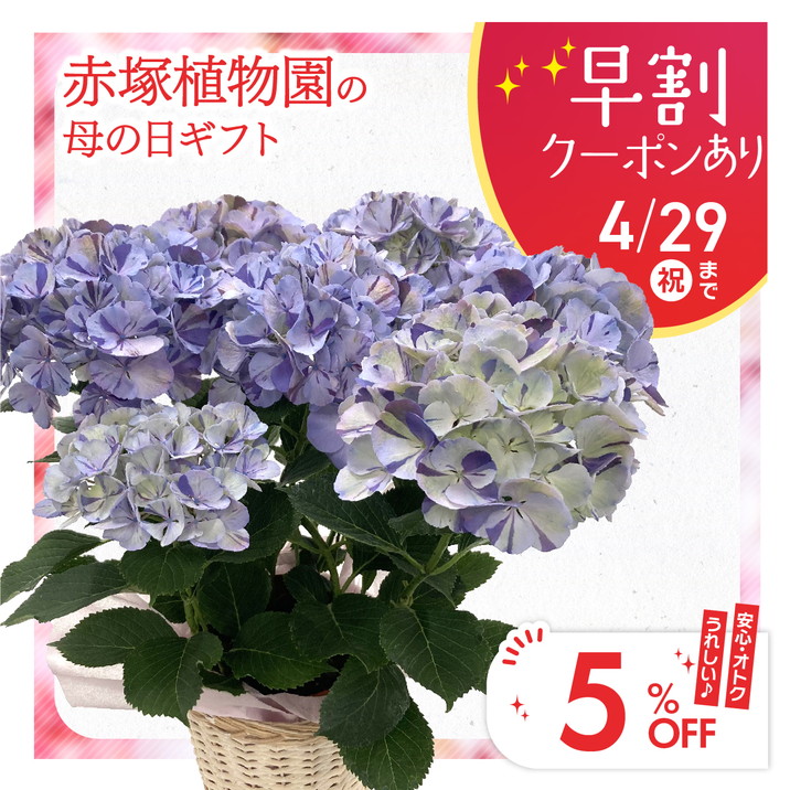 母の日ギフト2024 アジサイ 舞姫（紫） 5号 ｜鉢花10-TU  5,950円（税込）