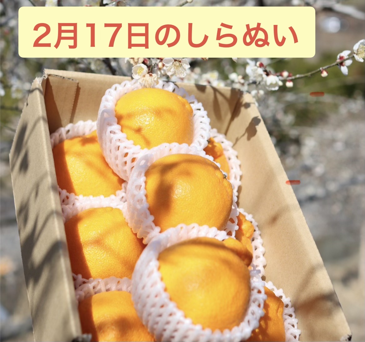 しらぬい