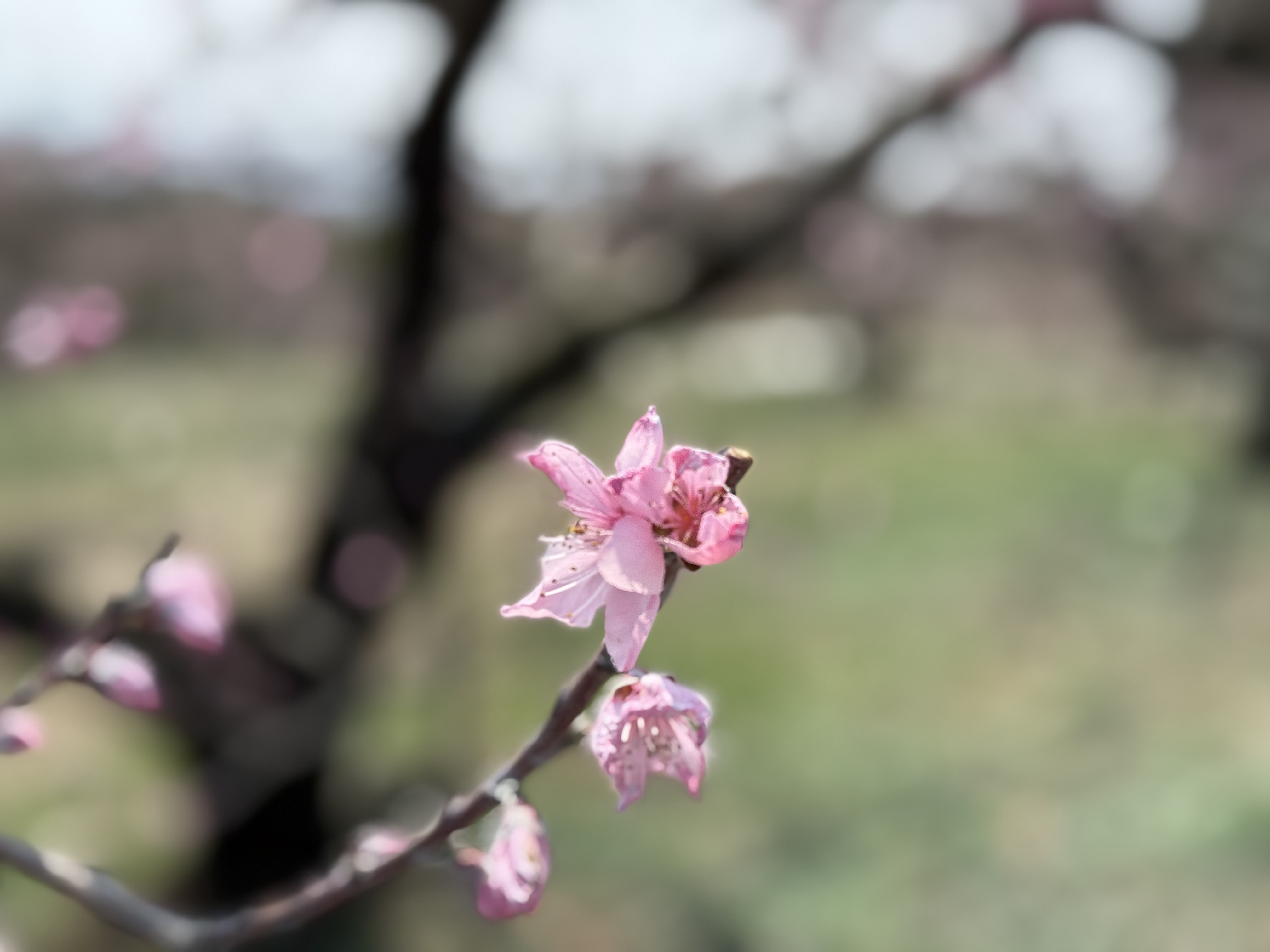 桃の花