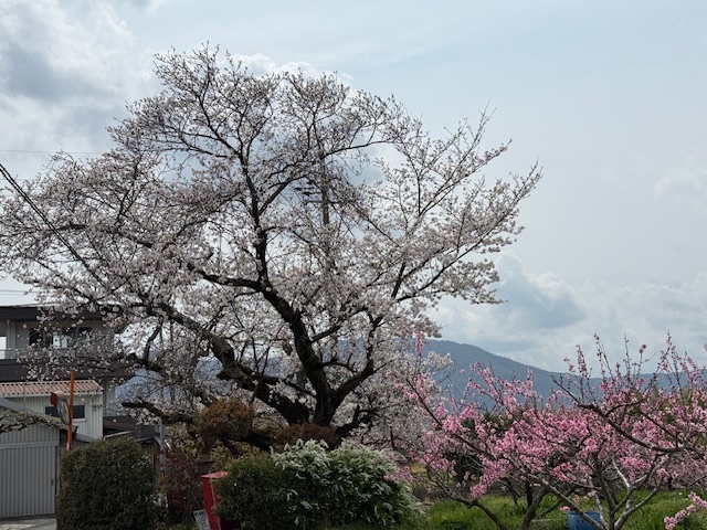 桜