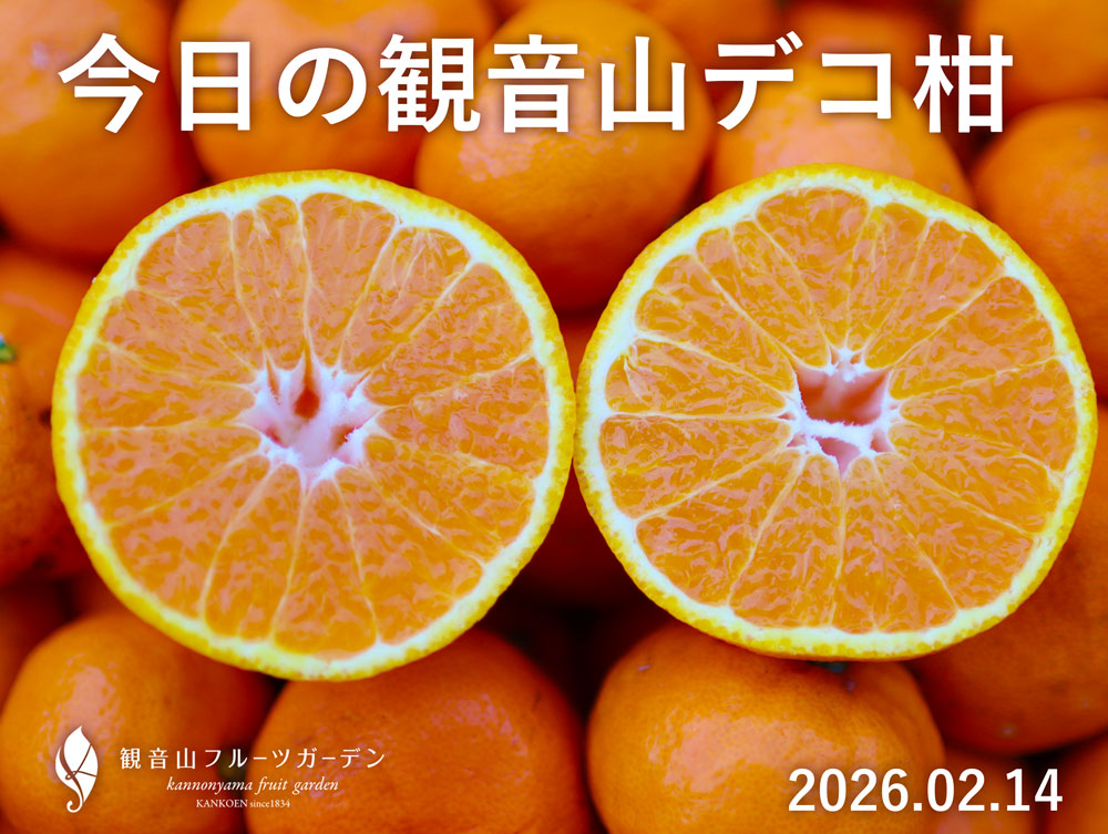 しらぬい