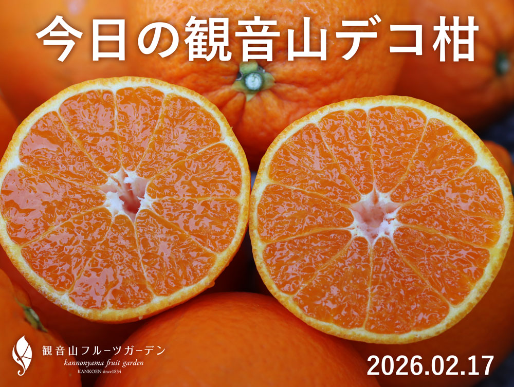 しらぬい