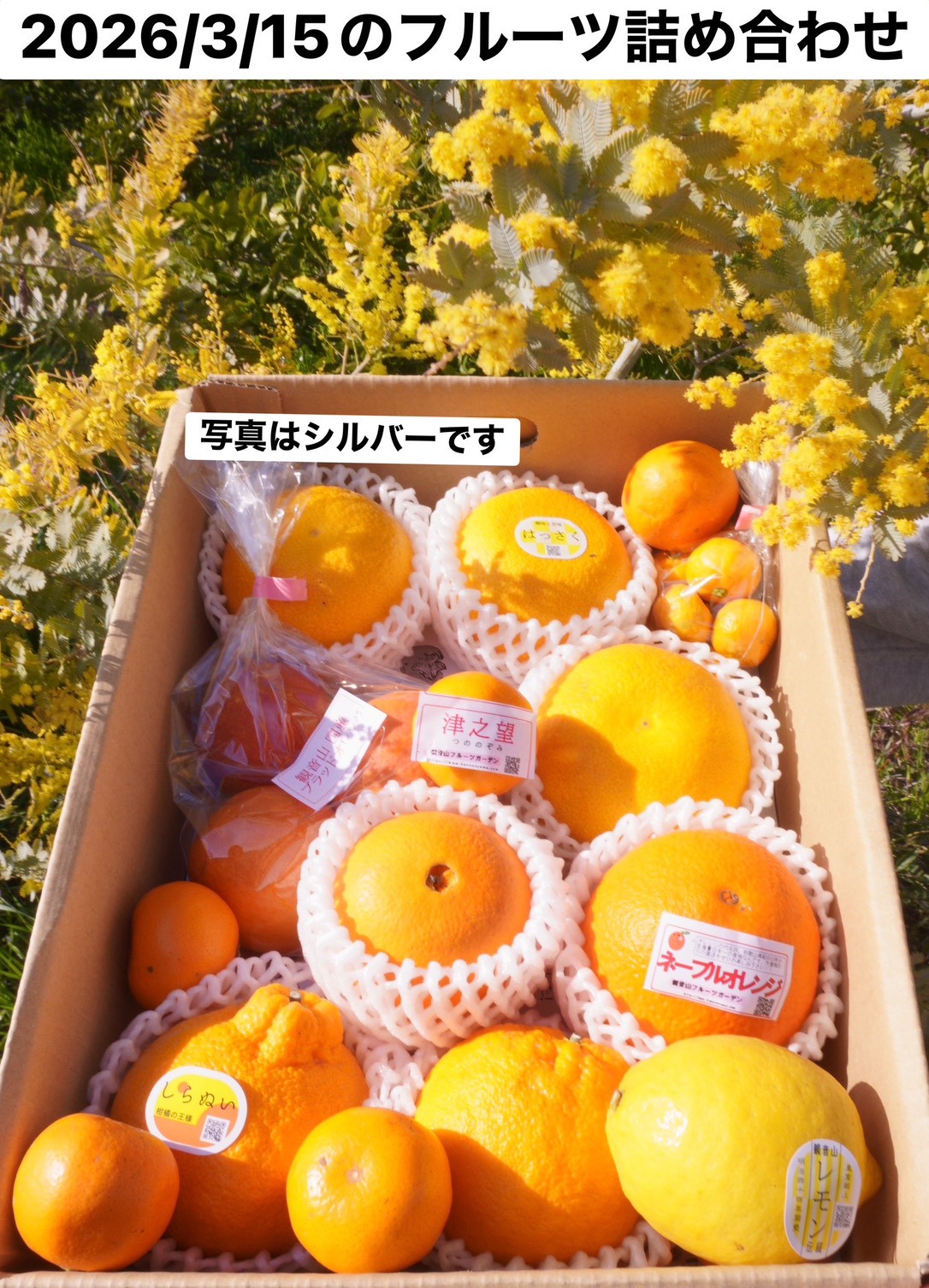 フルーツ詰合せ
