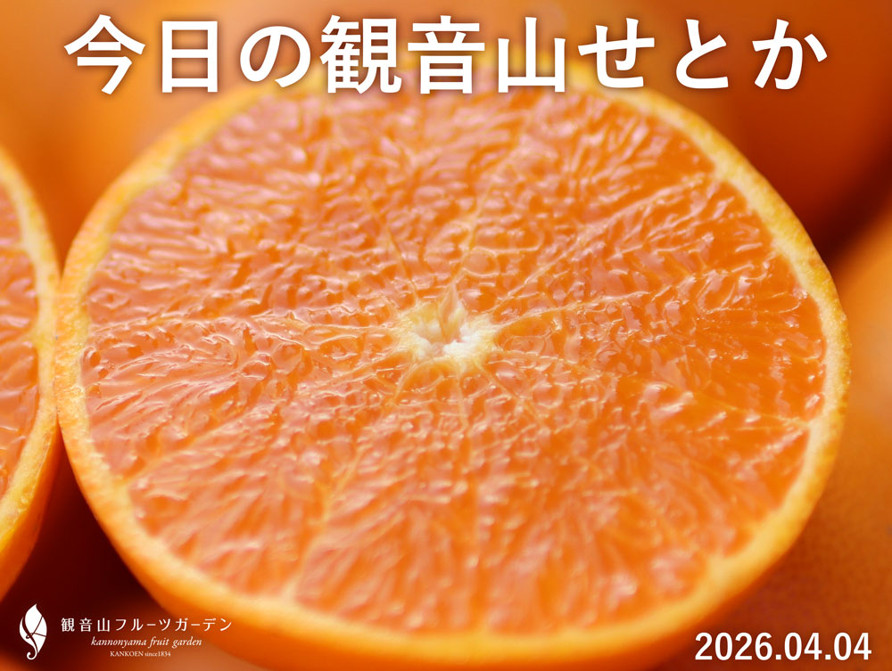 今日のせとか