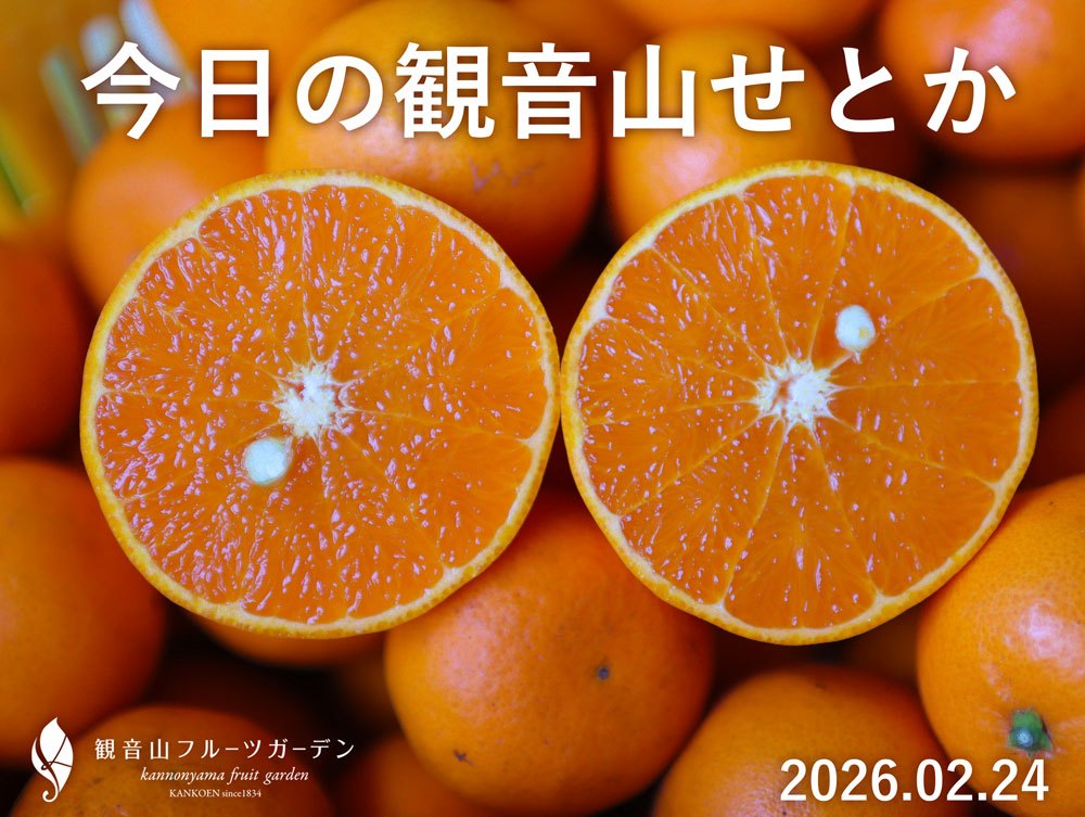 せとか
