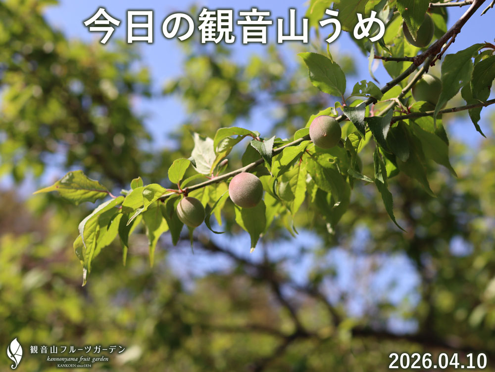 観音山の梅の実 - 産毛が出て可愛らしい姿です