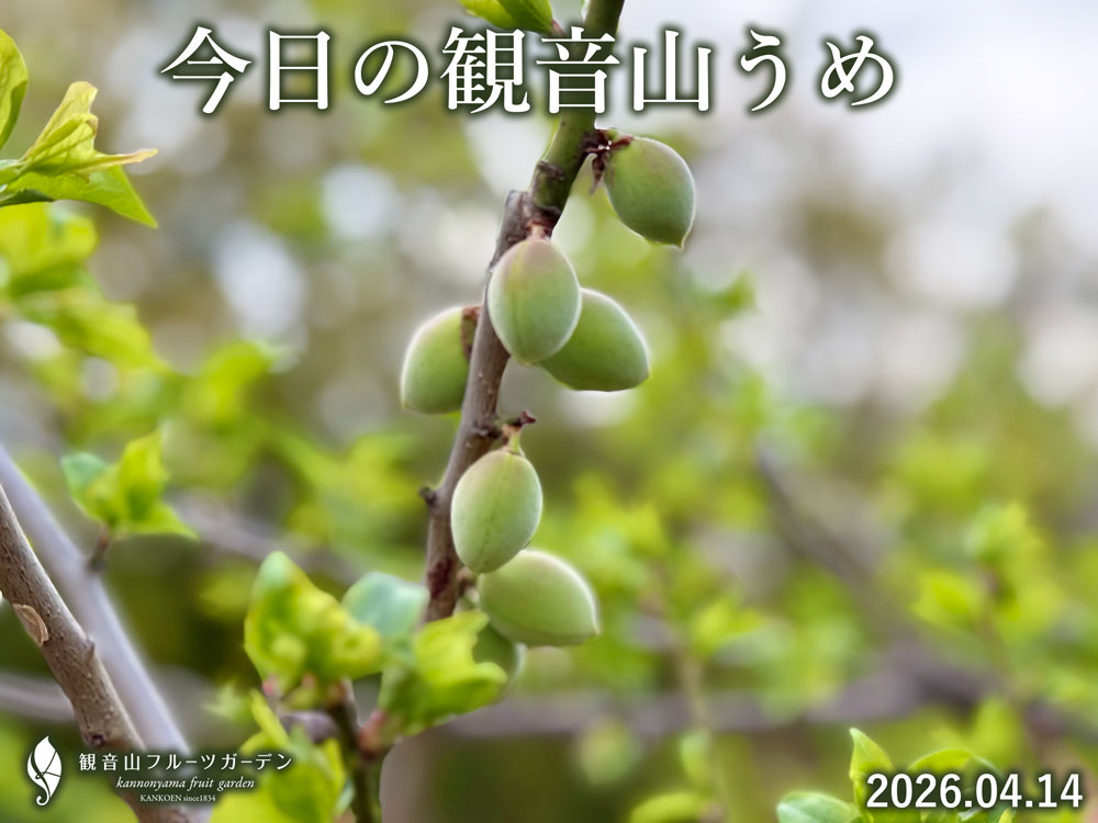 梅