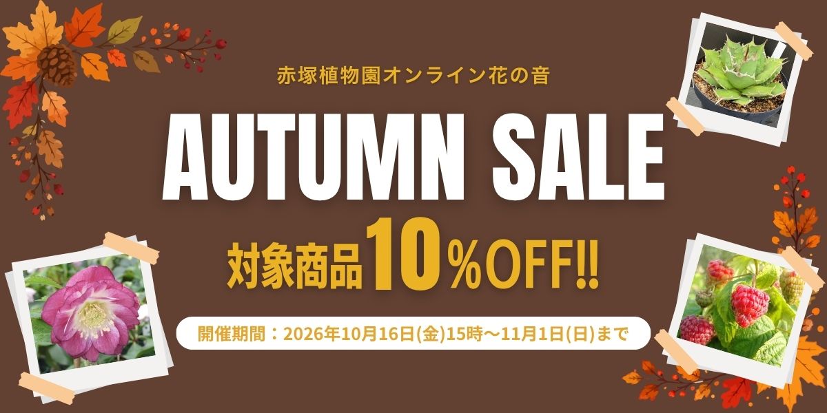 サマーセール