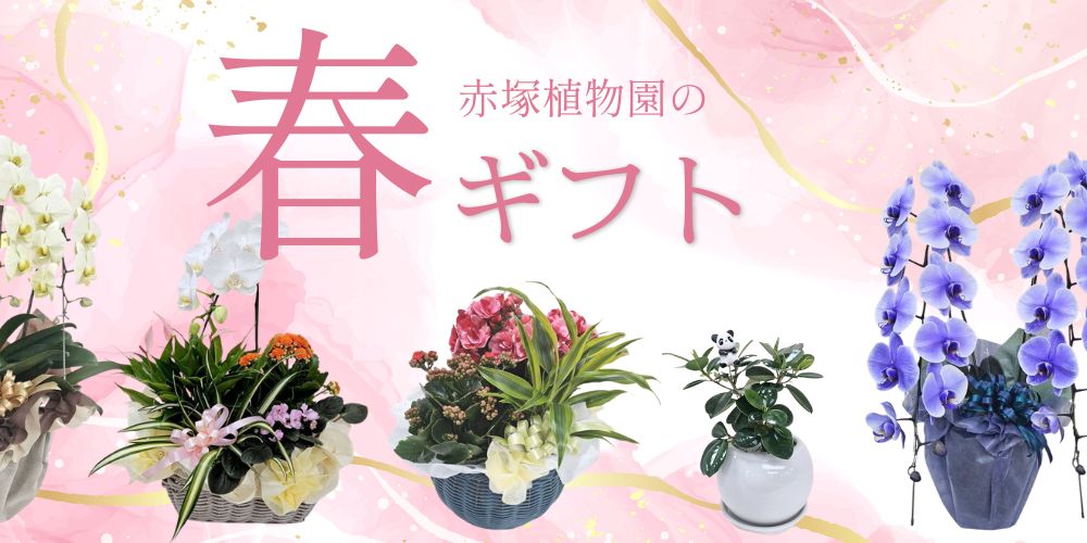 春ギフト