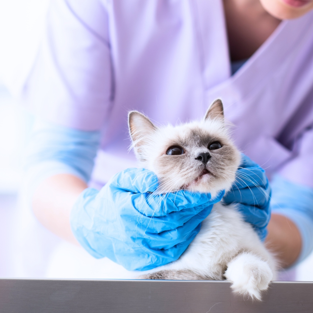 愛玩動物看護師による監修