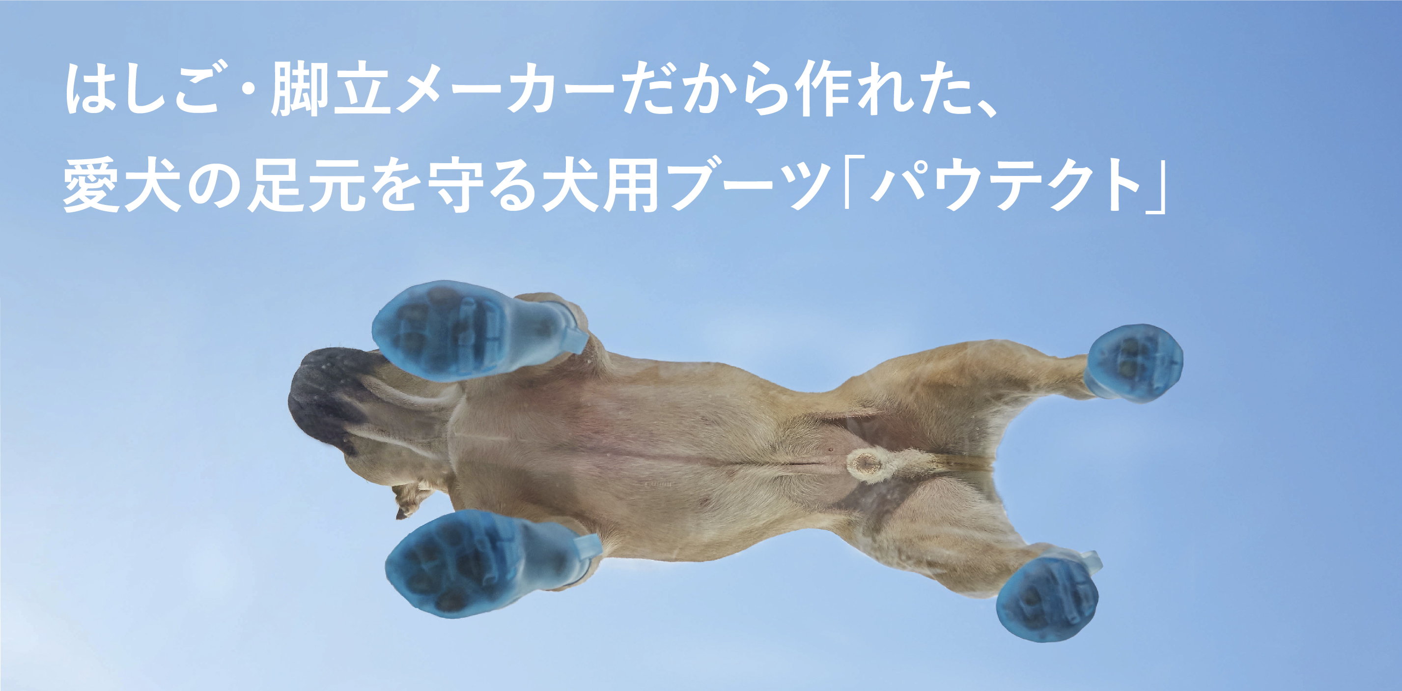 パウテクト